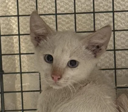 A baby small-sized male Domestic Short Hair cat named Morris for adoption in Honolulu, HI