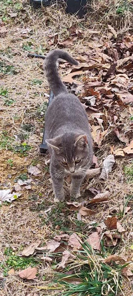 An adult medium-sized male Domestic Short Hair cat named Bird for adoption in Cromwell, KY