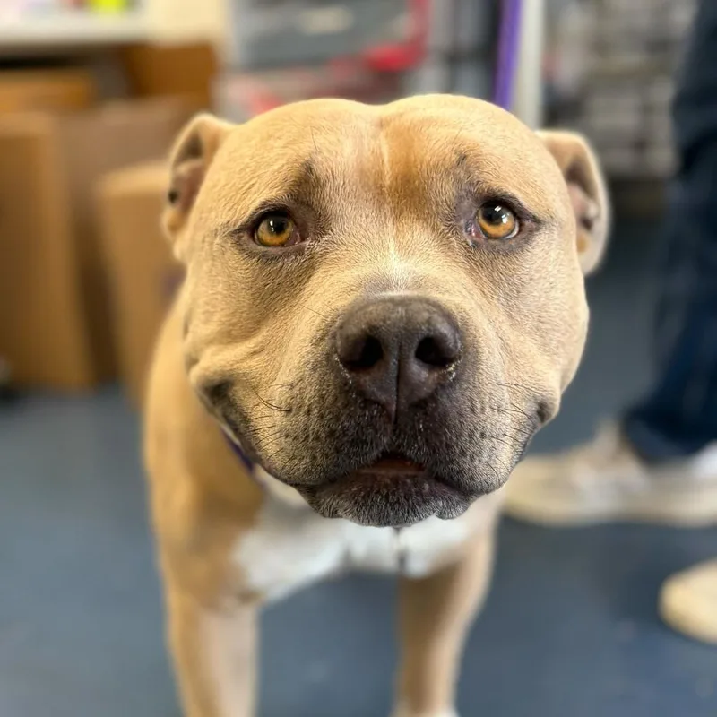 An adult large-sized male Yellow / Tan / Blond / Fawn American Bully dog named Dawson for adoption in Los Angeles, CA