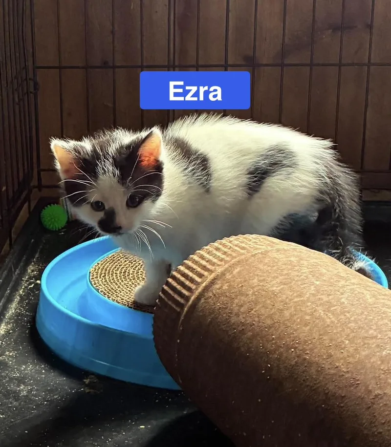 Ezra Jan's Litter