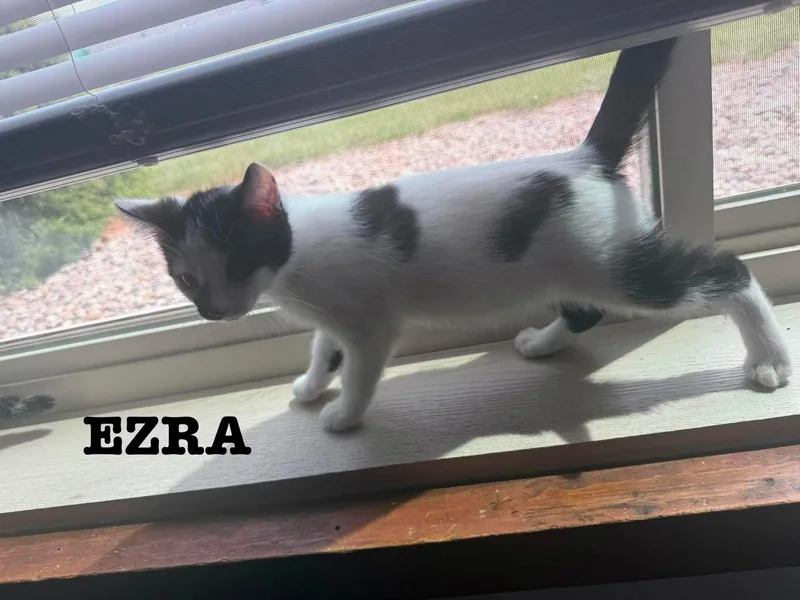 Ezra  Jan's Litter thumbnail 2