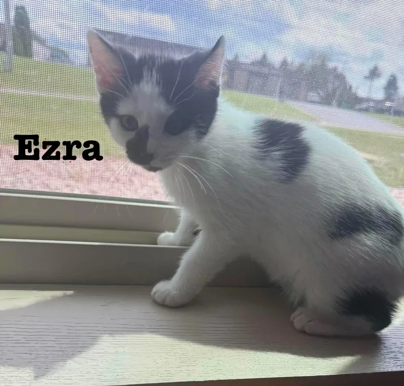 Ezra  Jan's Litter thumbnail 3