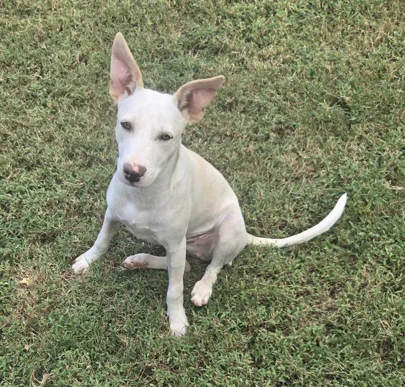 A baby medium-sized male Hound dog named Casper for adoption in Byhalia, MS