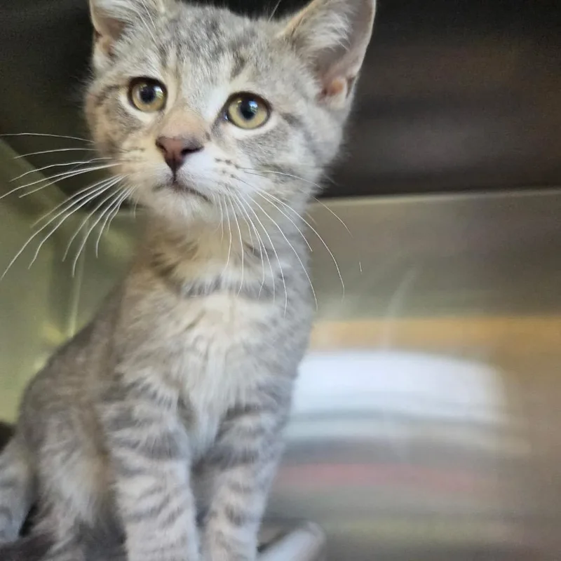A baby small-sized male Gray / Blue / Silver Domestic Short Hair cat named Viper for adoption in Rock Falls, IL