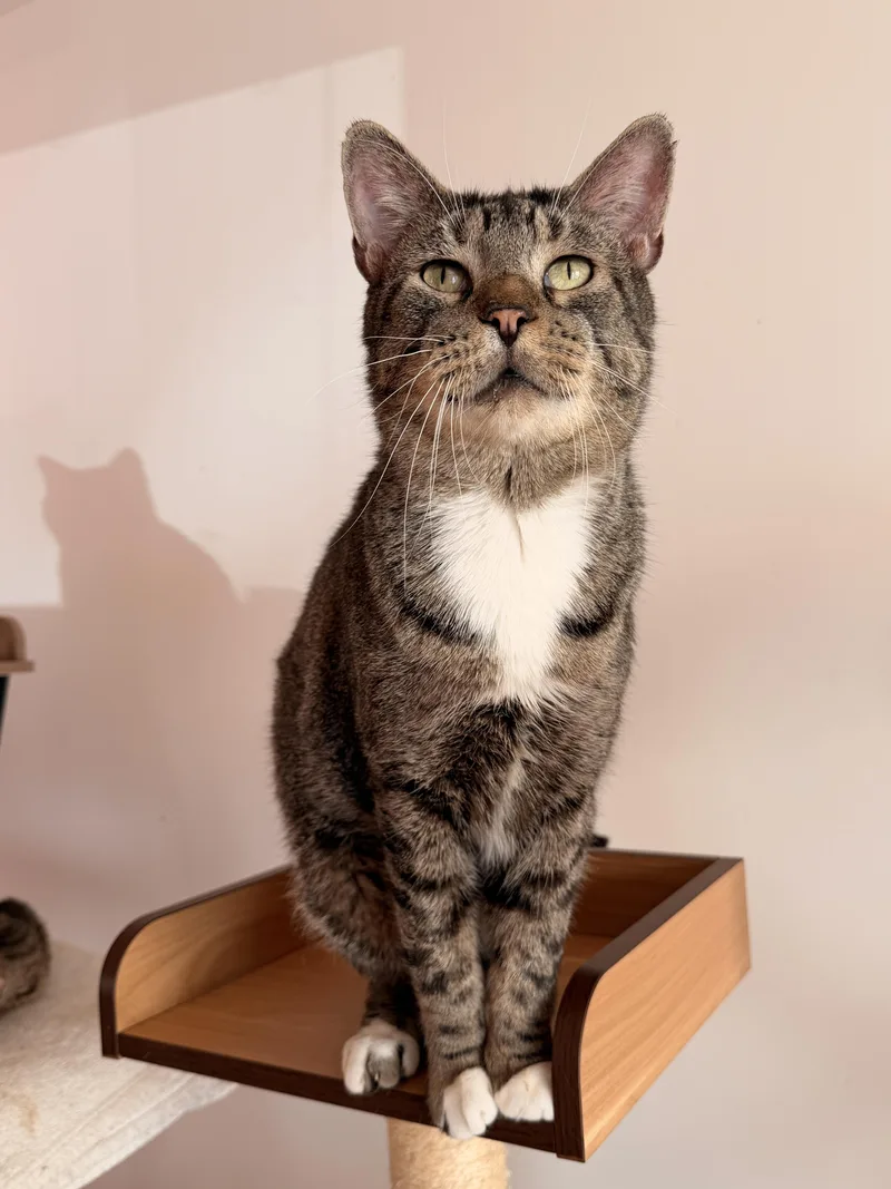 An adult large-sized male Tabby (Brown / Chocolate) Tabby cat named Austin for adoption in New York, NY