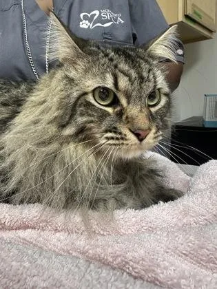 An adult small-sized male Domestic Short Hair cat named Simba for adoption in Sacramento, CA