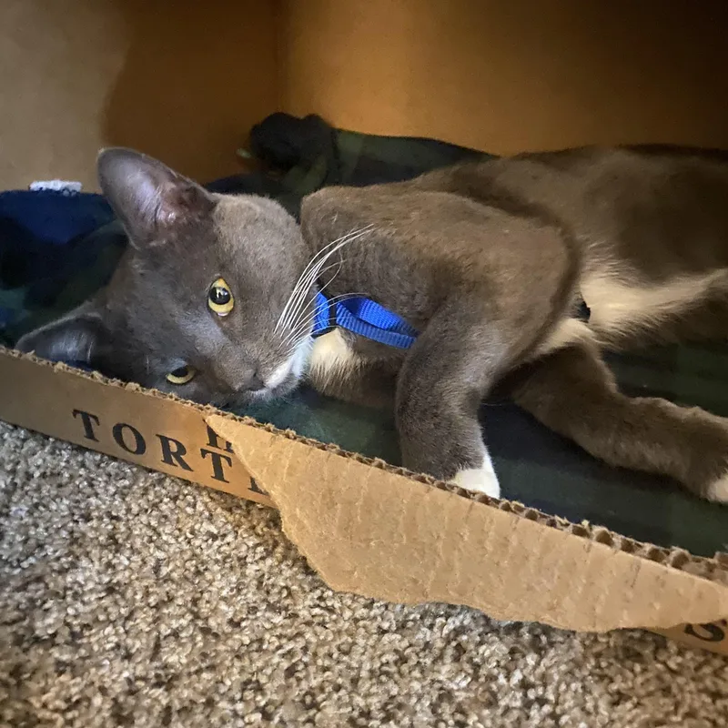 A young medium-sized male Tuxedo cat named Stache for adoption in Wadsworth, IL
