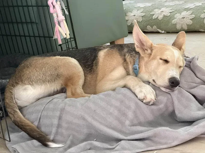 A young medium-sized male Husky dog named Noodle for adoption in Tempe, AZ