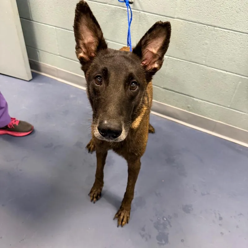 An adult small-sized female Sable Belgian Shepherd / Malinois dog named Cepa for adoption in Greensboro, NC