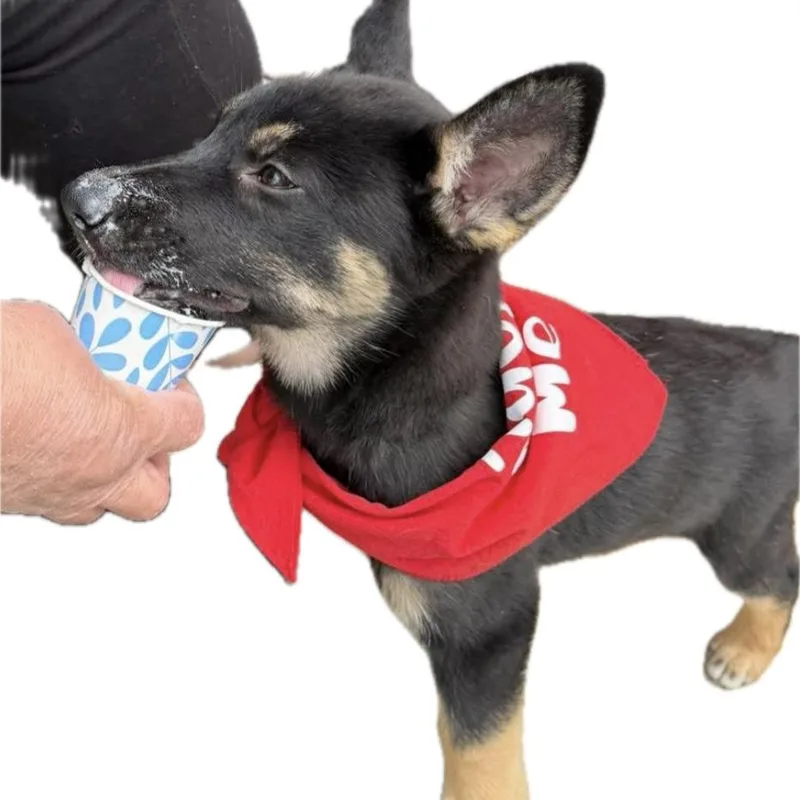A baby medium-sized female Black German Shepherd Dog dog named Faith for adoption in Libertyville, IL