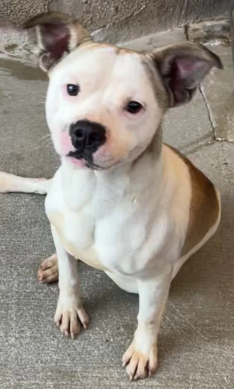 Pocket Pete thumbnail 2