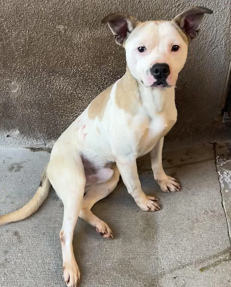 Pocket Pete thumbnail 3