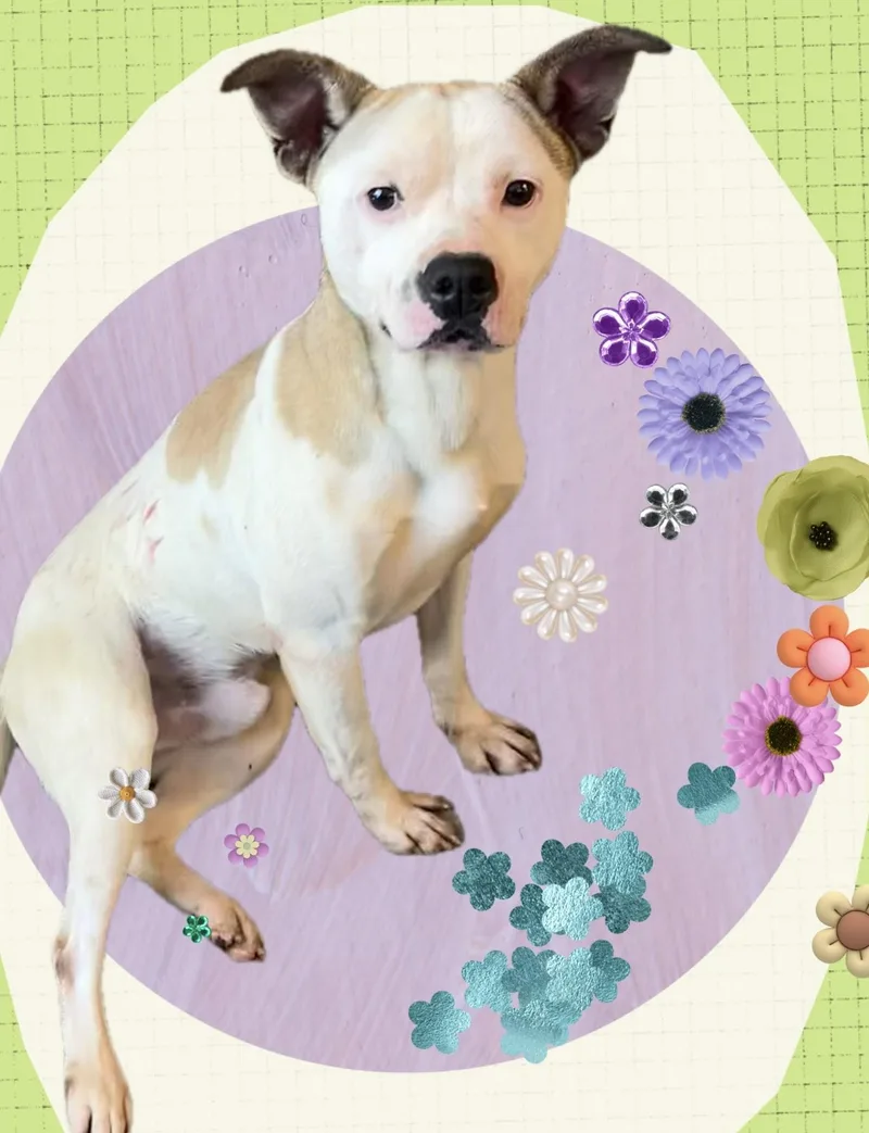 A young small-sized male Apricot / Beige American Bully dog named Pocket Pete for adoption in Santa Ana, CA