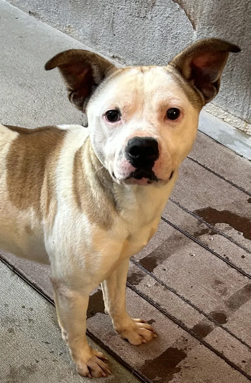 Pocket Pete thumbnail 4