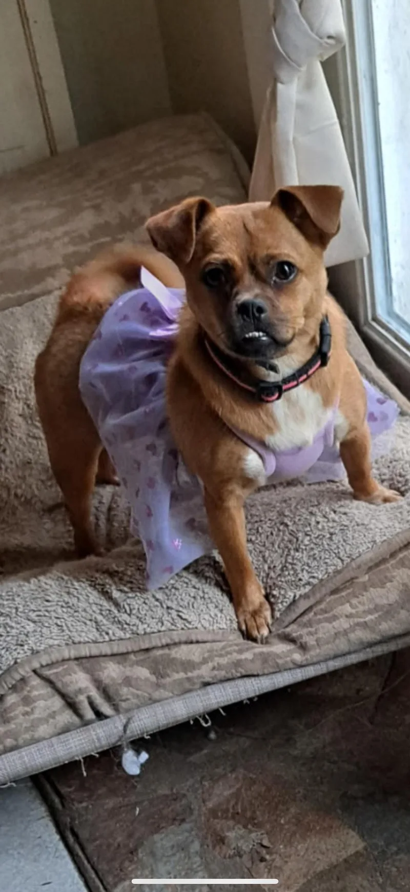 A young small-sized female Brown / Chocolate Chihuahua dog named Ellie for adoption in Pleasant Valley, NY