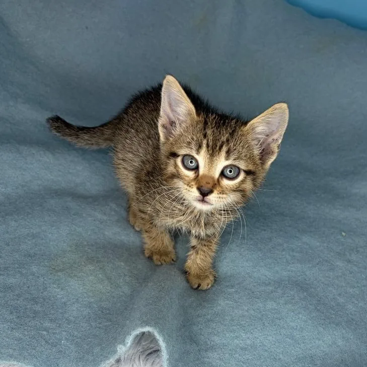 A baby small-sized male Brown / Chocolate Domestic Short Hair cat named Murphy's Law for adoption in San Antonio, TX
