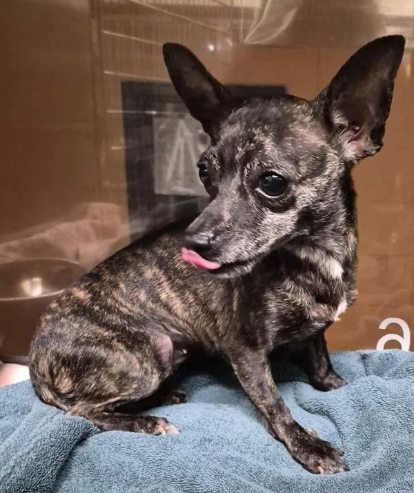 An adult small-sized female Chihuahua dog named Pen C for adoption in Lawrenceville, GA