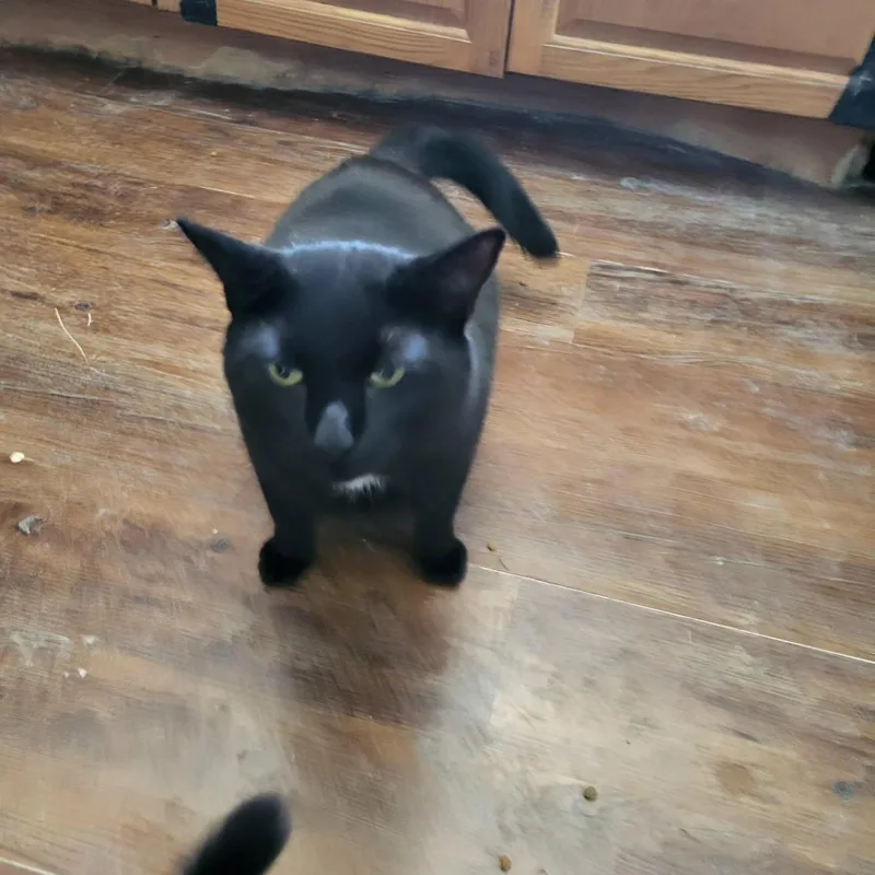 An adult large-sized male Black Bombay cat named Biggie Meows for adoption in Bennington, VT