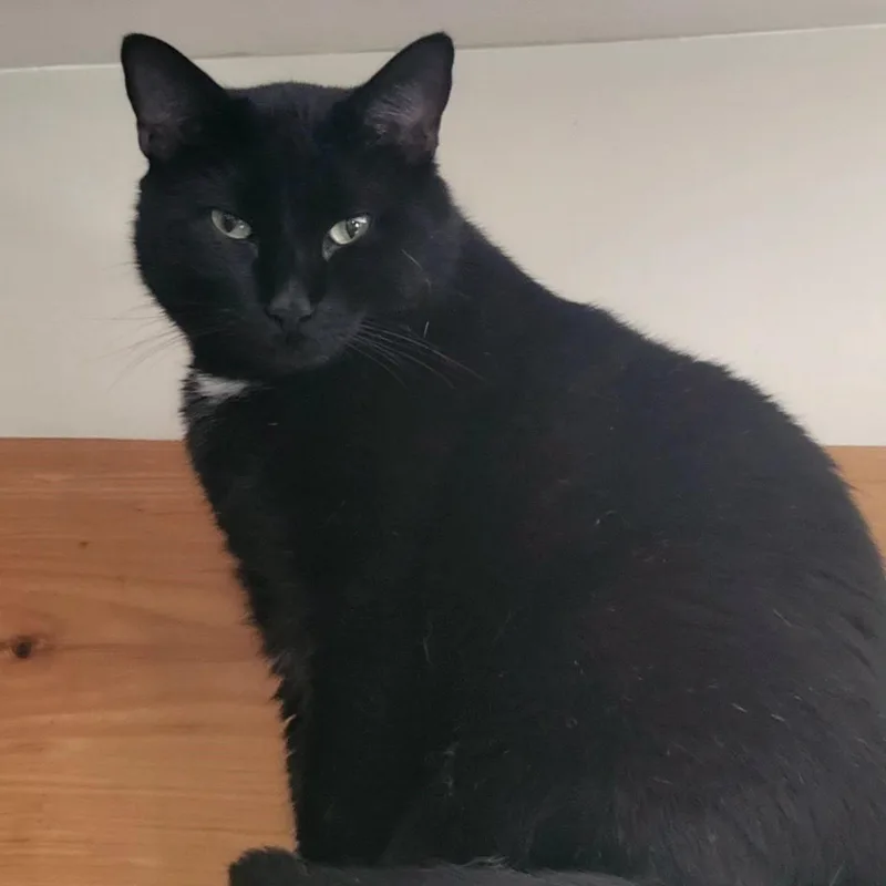 Biggie Meows thumbnail 2