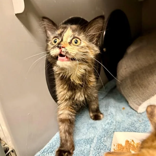 A baby small-sized female Domestic Short Hair cat named Rain for adoption in Leesburg, VA