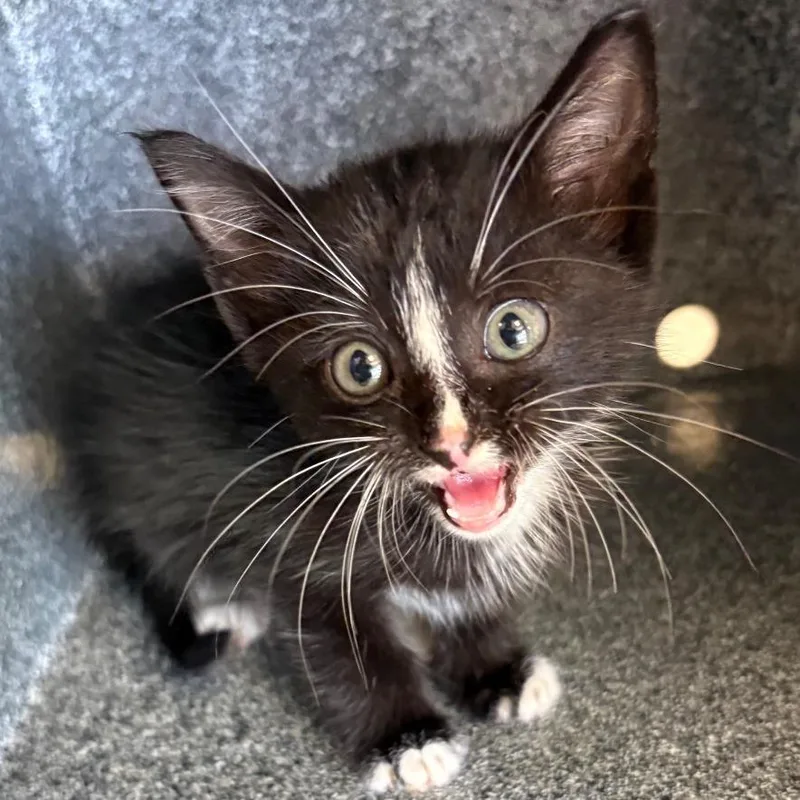 A baby small-sized male Black Domestic Short Hair cat named Lightning for adoption in Birmingham, AL