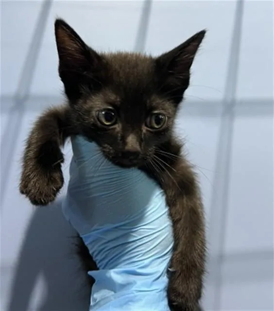 A baby small-sized male Domestic Short Hair cat named Onyx for adoption in San Bernardino, CA
