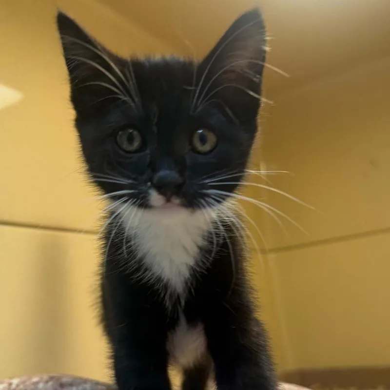 A baby small-sized female Black Domestic Short Hair cat named Ivory for adoption in Beckley, WV