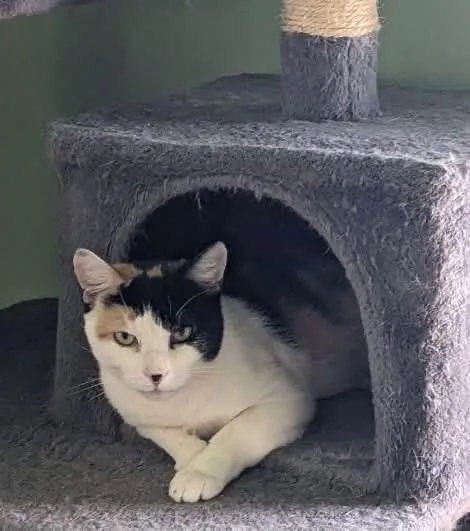 An adult medium-sized female Calico cat named Suzie for adoption in Newark, NJ