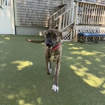 An adult large-sized female Shepherd dog named Mia for adoption in New Bedford, MA