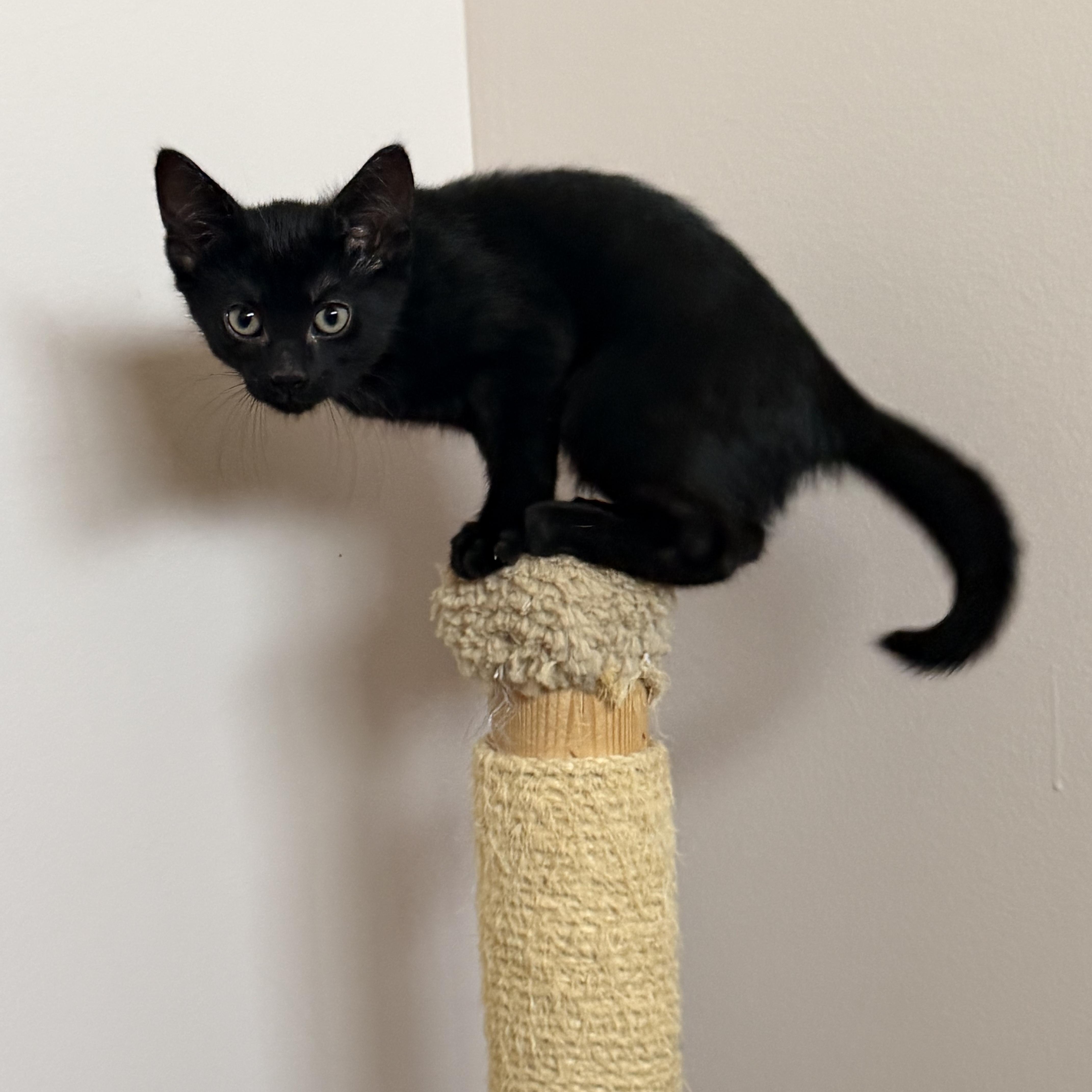 A baby small-sized female Black Domestic Short Hair cat named Mystic for adoption in Macomb Twp, MI