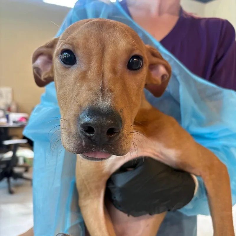 A young small-sized male Red / Chestnut / Orange Mixed Breed dog named French Vanilla for adoption in Huntington, WV