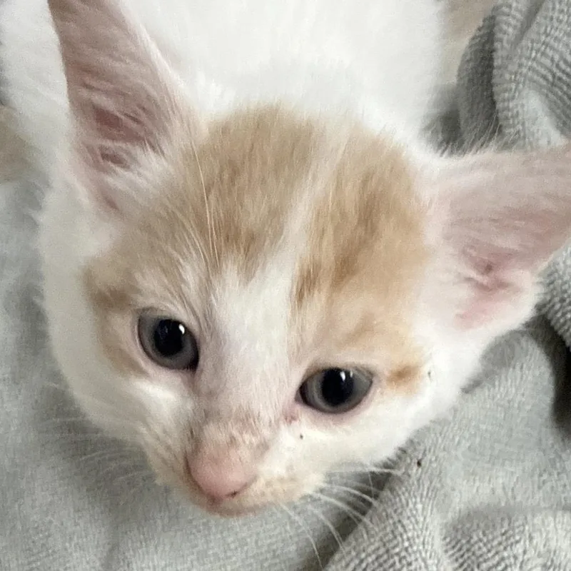 A baby small-sized male Buff / Tan / Fawn Domestic Short Hair cat named Yuki for adoption in Evansville, IN