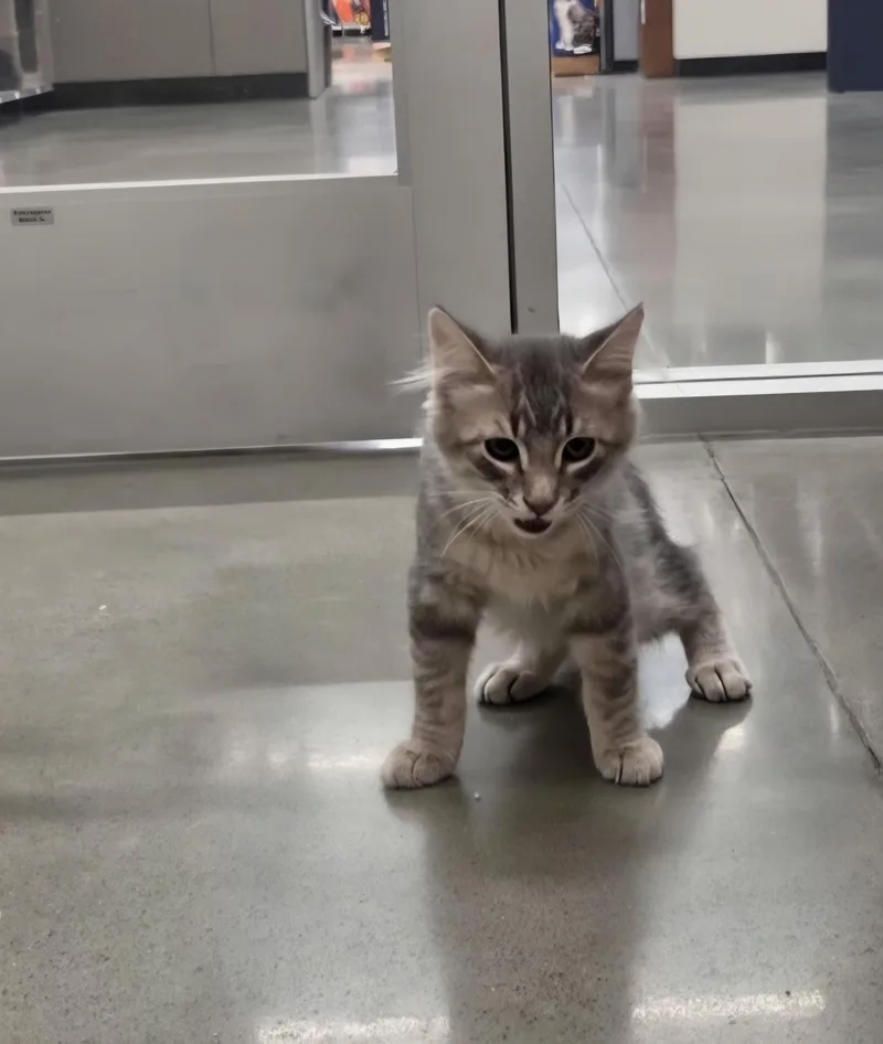 A baby medium-sized male Tabby (Gray / Blue / Silver) Domestic Short Hair cat named Max for adoption in Pocatello, ID