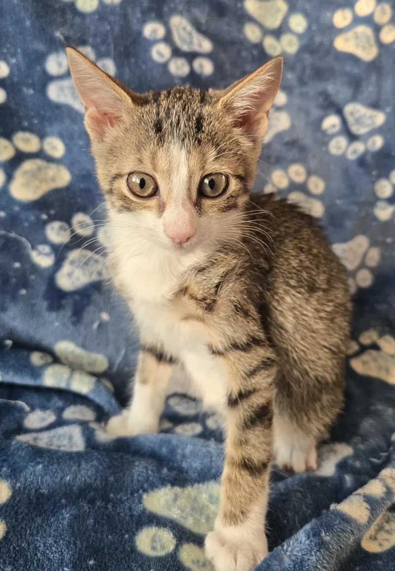 A baby small-sized female White Domestic Short Hair cat named Noodle for adoption in Spotswood, NJ