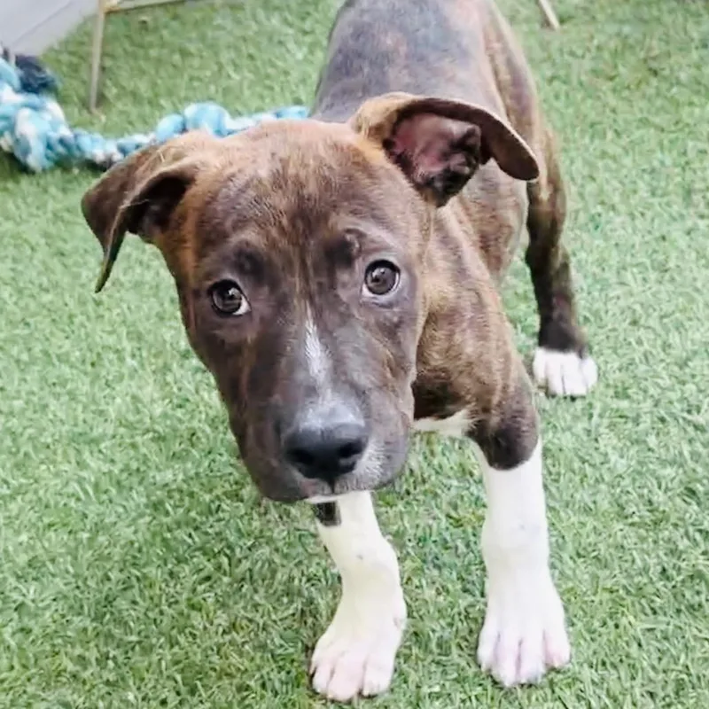A baby small-sized male Pit Bull Terrier dog named Chocolate Milkshake for adoption in Parker, CO