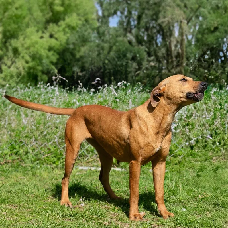 Sweetheart thumbnail 2