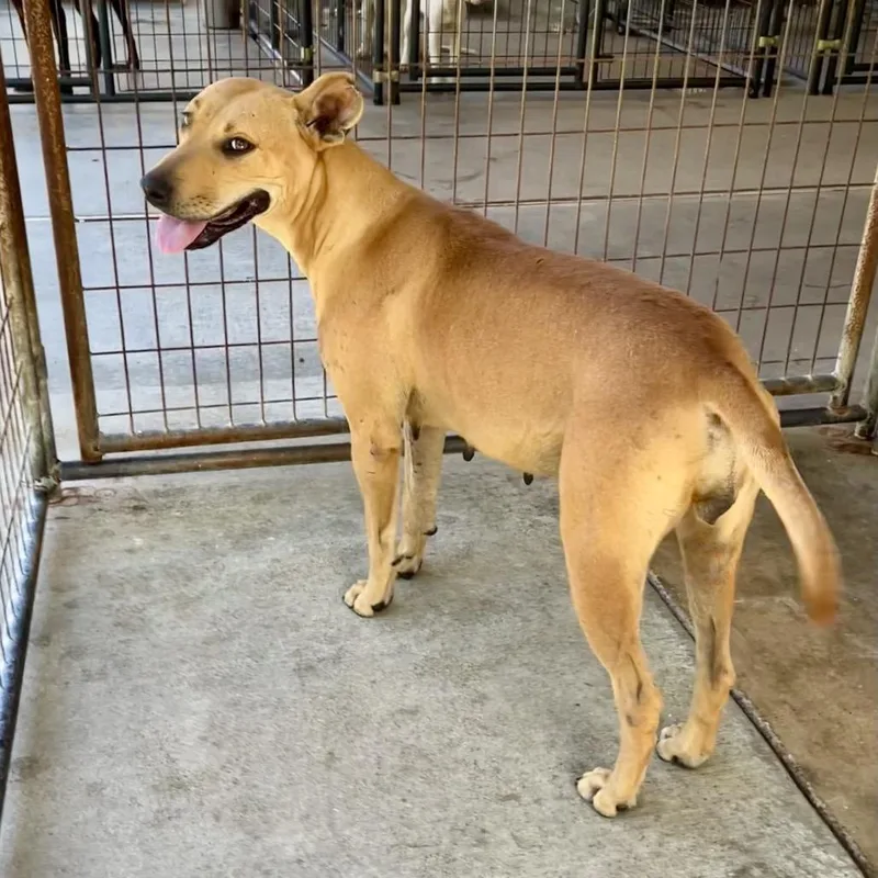 Sweetheart thumbnail 3