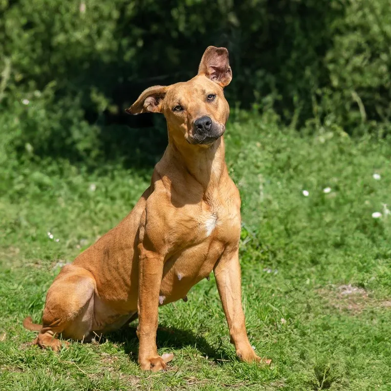 Sweetheart thumbnail 5