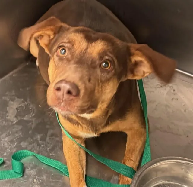 A young large-sized female Australian Cattle Dog / Blue Heeler dog named Agave for adoption in Tucson, AZ