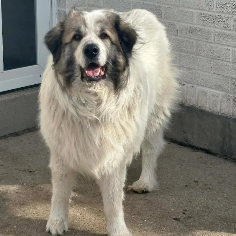 Cream Puff thumbnail 2