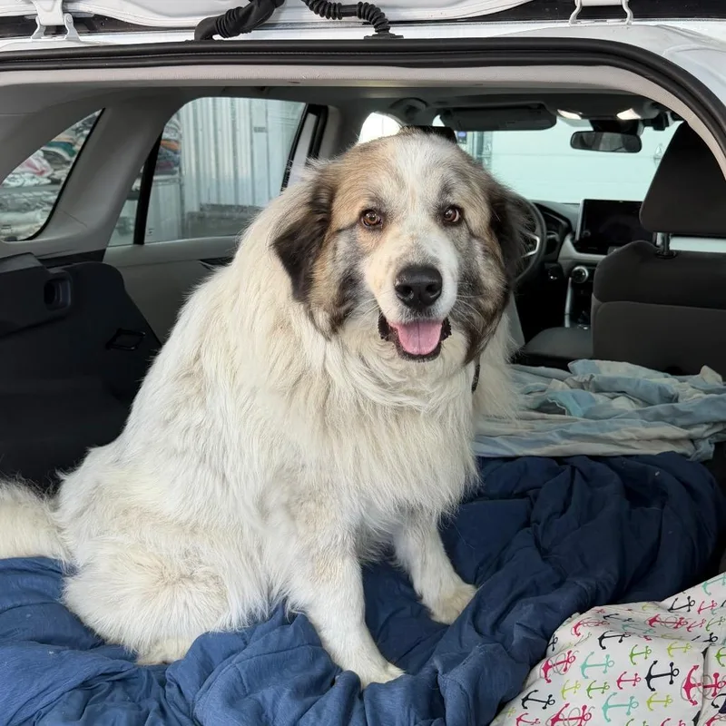 Cream Puff thumbnail 3