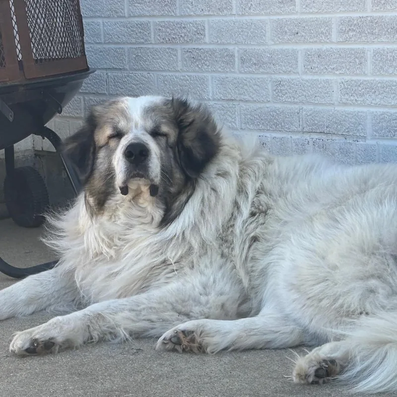 Cream Puff thumbnail 4