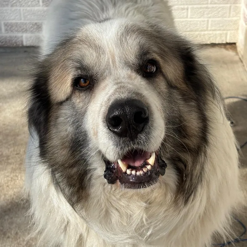 Cream Puff thumbnail 5