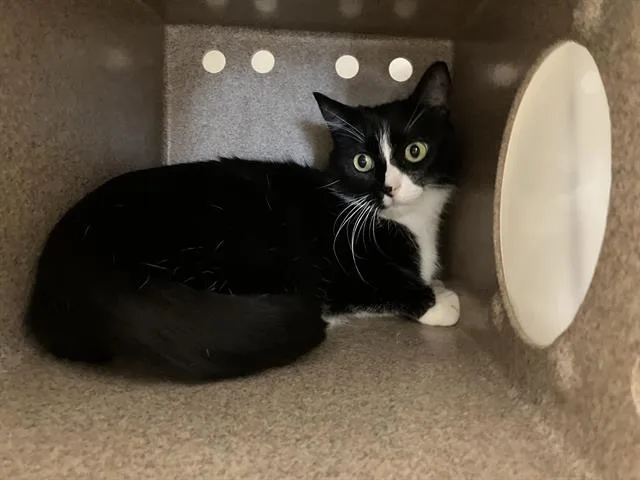 A young medium-sized female Domestic Short Hair cat named Gigi for adoption in Kent, WA