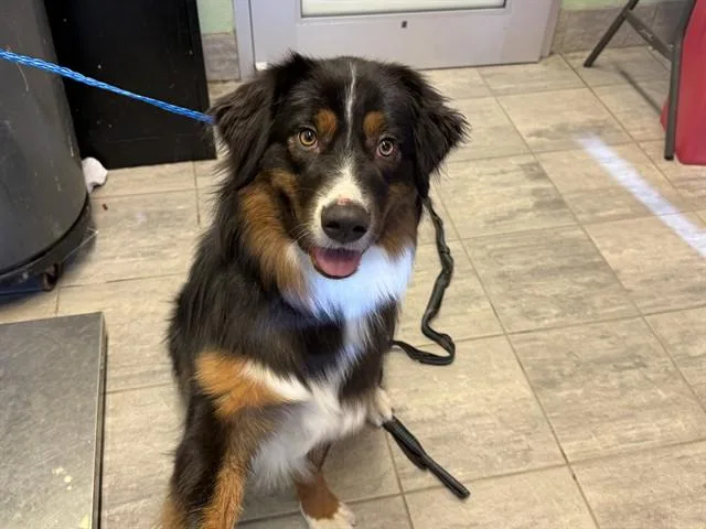 A young large-sized male Australian Shepherd dog named Toby for adoption in Grand Prairie, TX