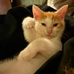 A baby small-sized male White Domestic Short Hair cat named Nicolas for adoption in Birdsboro, PA