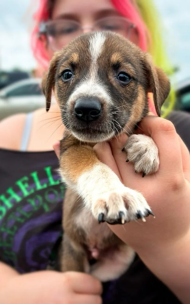 A baby small-sized female Tricolor (Brown, Black, & White) Bluetick Coonhound dog named Charli for adoption in Colorado Springs, CO