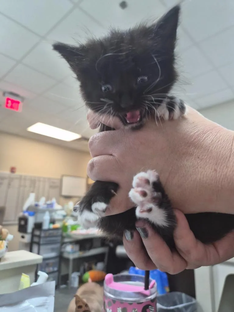 A baby medium-sized male Domestic Short Hair cat named Nuggie Of Doom for adoption in Rome, GA