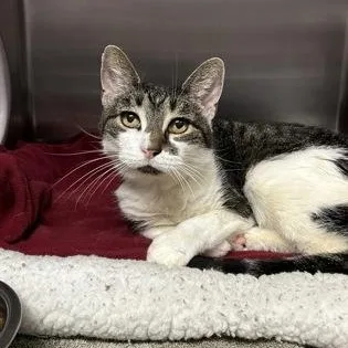 A senior medium-sized female Domestic Short Hair cat named Rasin Bran for adoption in Worcester, MA