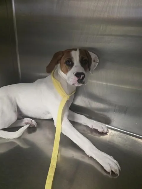 A young small-sized male Beagle dog named Duck for adoption in Tucson, AZ